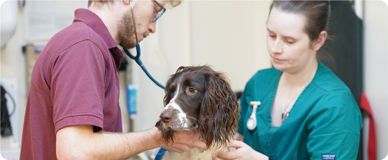 Vet Consultations